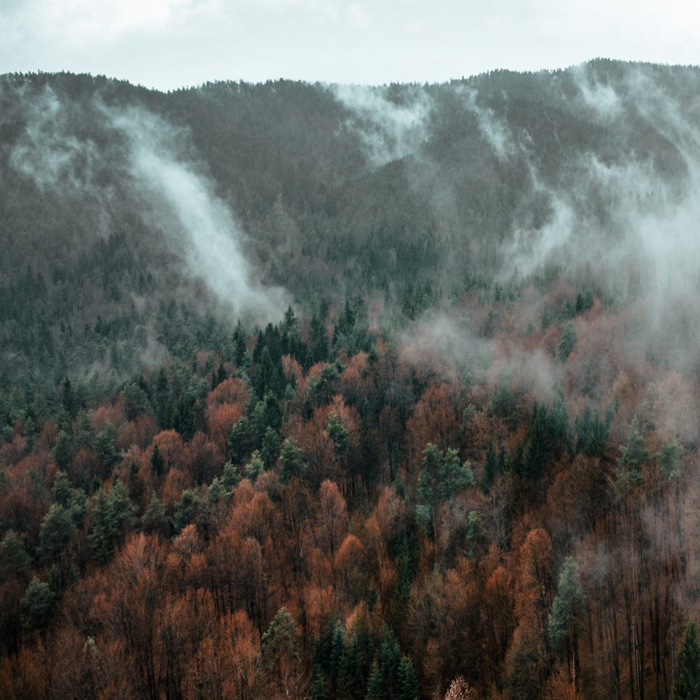 Foggy forest